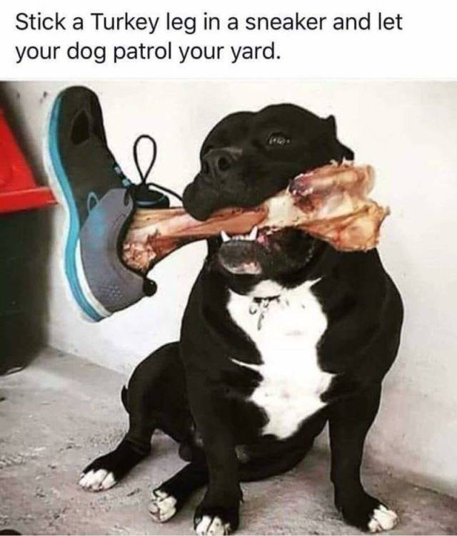 put a trainer on your dog's bone - Stick a Turkey leg in a sneaker and let your dog patrol your yard.