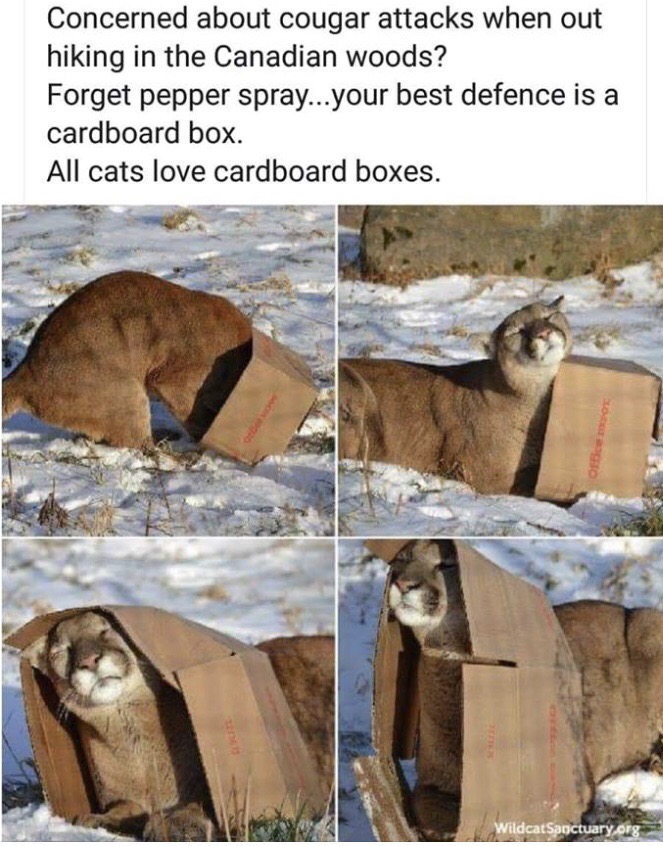 catch a mountain lion - Concerned about cougar attacks when out hiking in the Canadian woods? Forget pepper spray...your best defence is a cardboard box. All cats love cardboard boxes. Wildcat Sanctuary.org