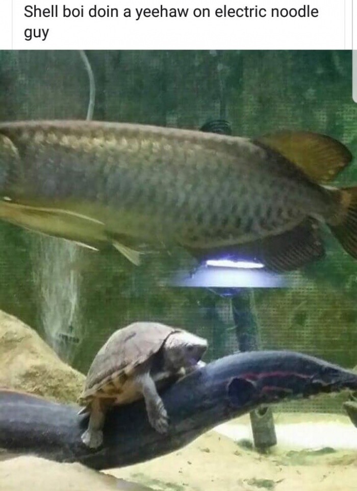 shell boi - Shell boi doin a yeehaw on electric noodle guy