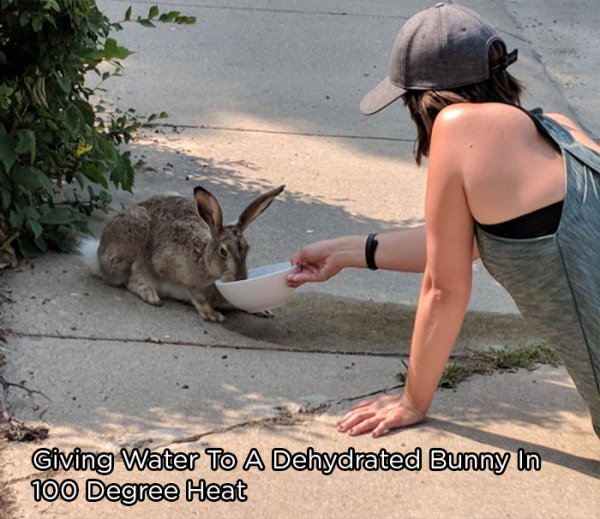 heat funny - Giving Water To A Dehydrated Bunny In 100 Degree Heat