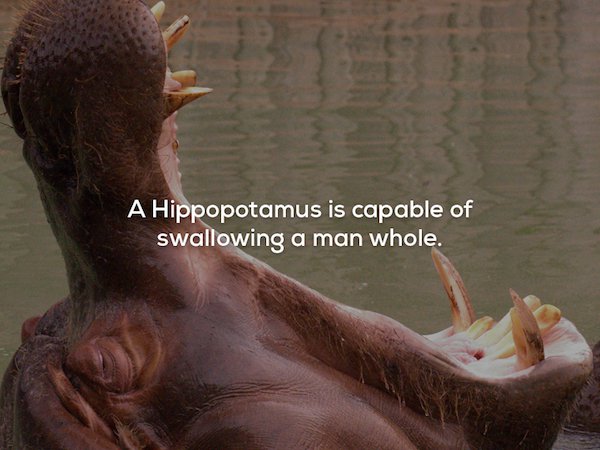 creepy fact human - A Hippopotamus is capable of swallowing a man whole.