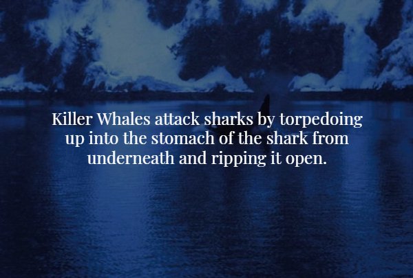 creepy fact orcinus orca wallpaper hd - Killer Whales attack sharks by torpedoing up into the stomach of the shark from underneath and ripping it open.