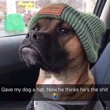 put a hat on my dog - Eeste En Gave my dog a hat. Now he thinks he's the shit
