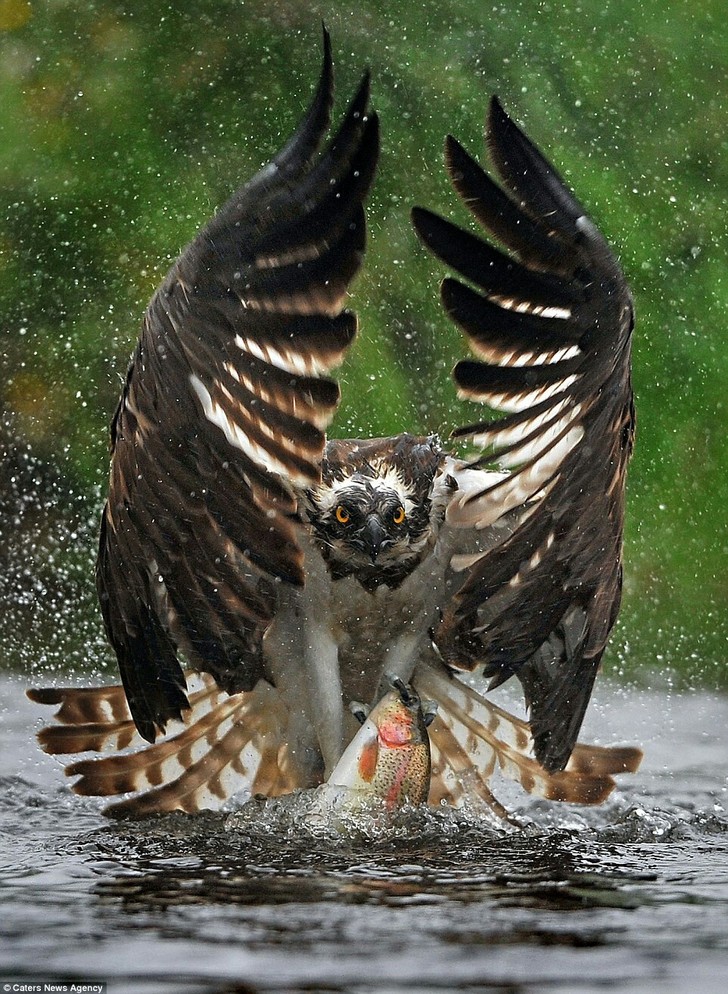 diving osprey - Caters News Agency