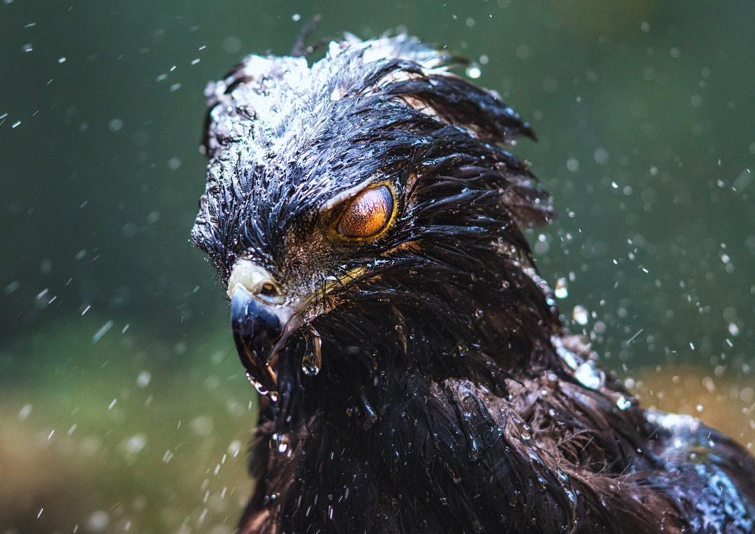 random pic black hawk eagle