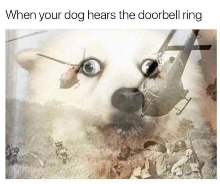 dank meme - dog hears the doorbell meme - When your dog hears the doorbell ring