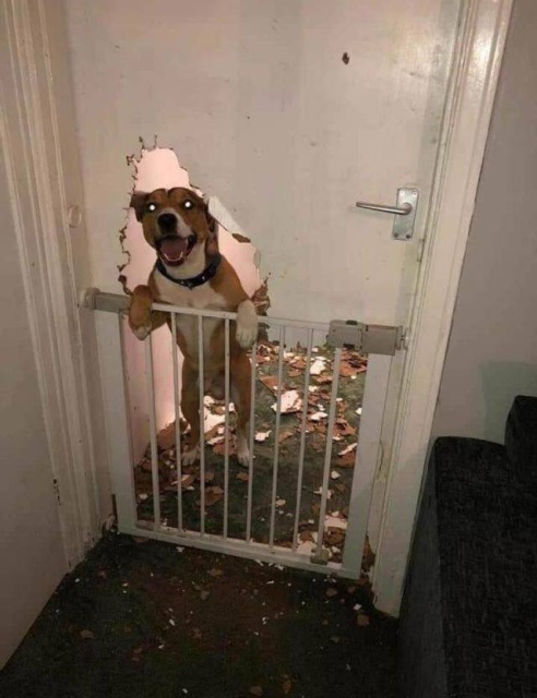 dog destroyed door