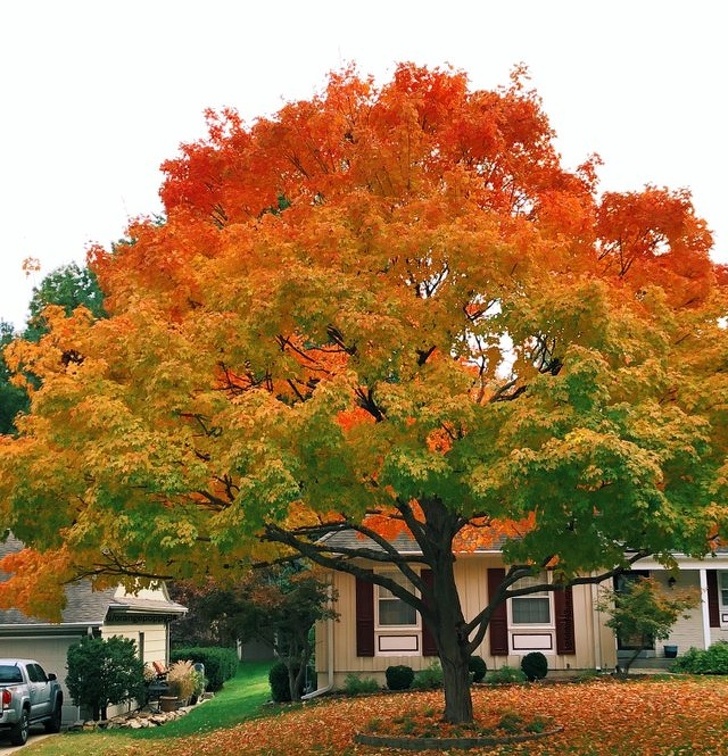 random pic perfect fall gradient tree
