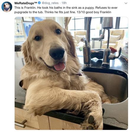 golden retriever - WeRateDogs 18h This is Franklin. He took his baths in the sink as a puppy. Refuses to ever pupgrade to the tub. Thinks he fits just fine. 1310 good boy Franklin