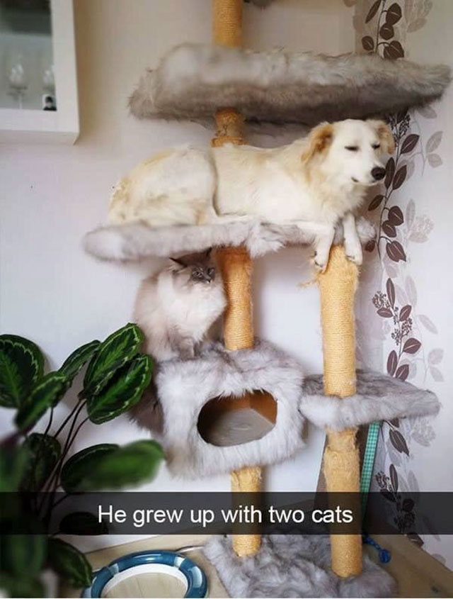dog grew up with cats - He grew up with two cats