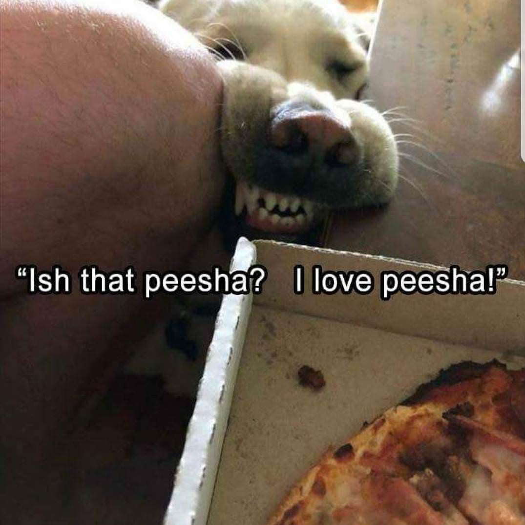 peesha dog - "Ish that peesha? I love peesha!"