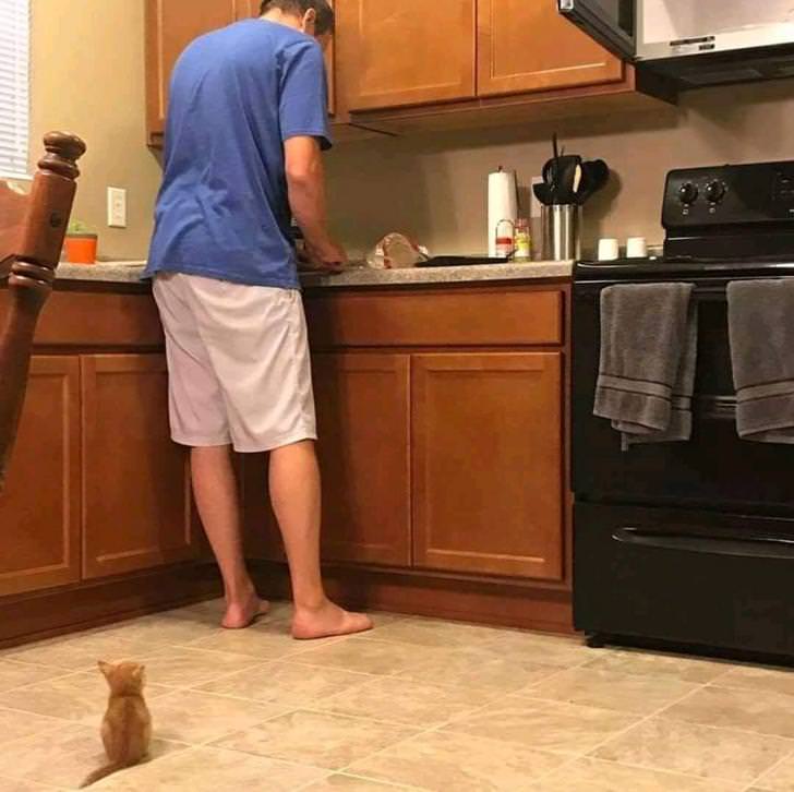 kitten waiting for food