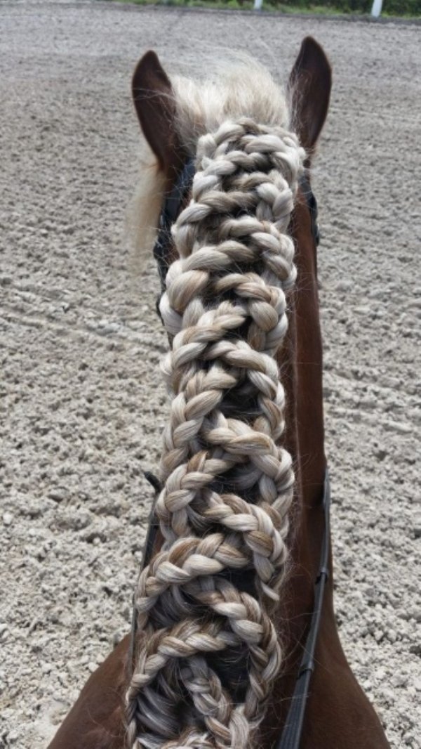 horse braids