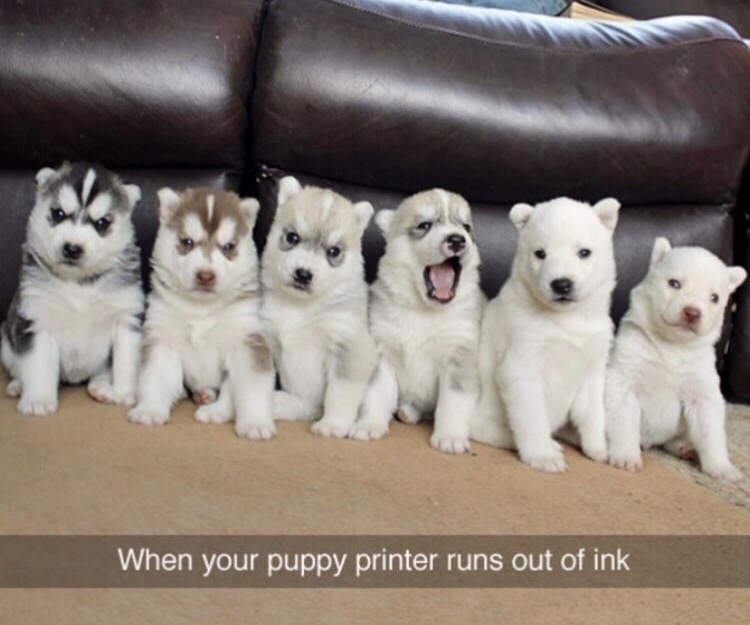 memes - my dog ran out of ink - When your puppy printer runs out of ink