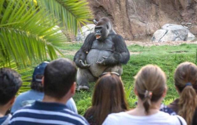 gorilla lecture