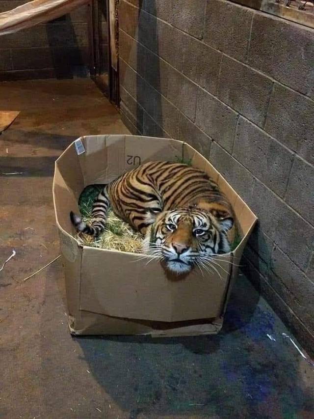 free kitten tiger in box