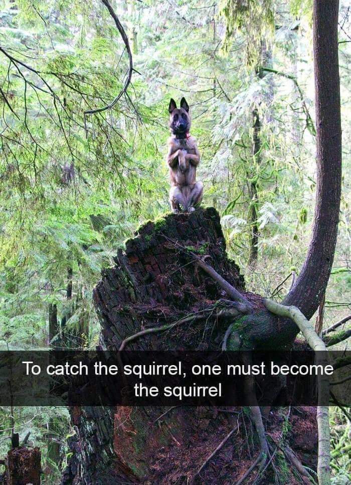 catch a squirrel you must - To catch the squirrel, one must become the squirrel
