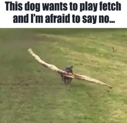 grass - This dog wants to play fetch and I'm afraid to say no...
