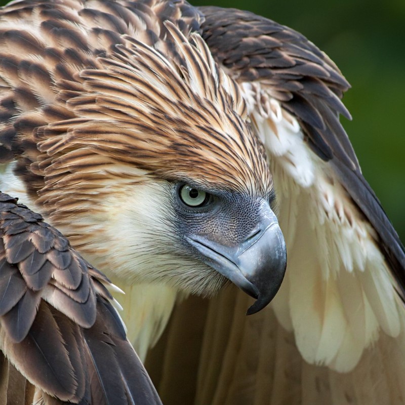 great philippine eagle