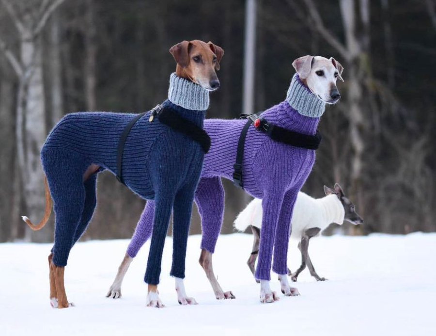 dogs with turtlenecks