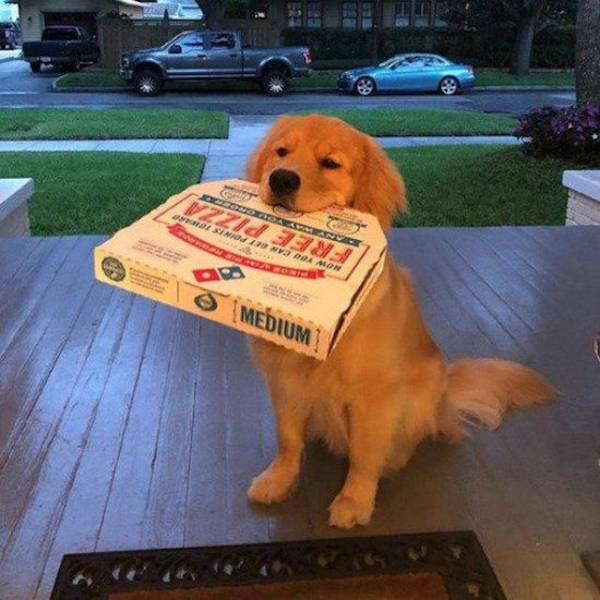 cute delivery dog - Medium