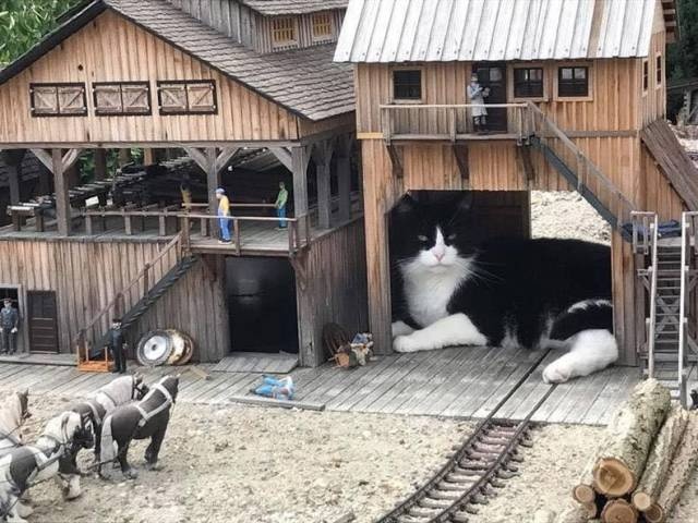 giant cats