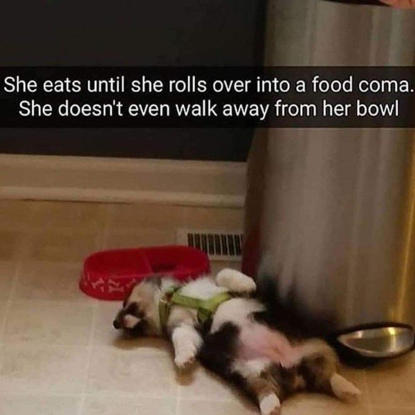 memes to lift your spirits - She eats until she rolls over into a food coma. She doesn't even walk away from her bowl
