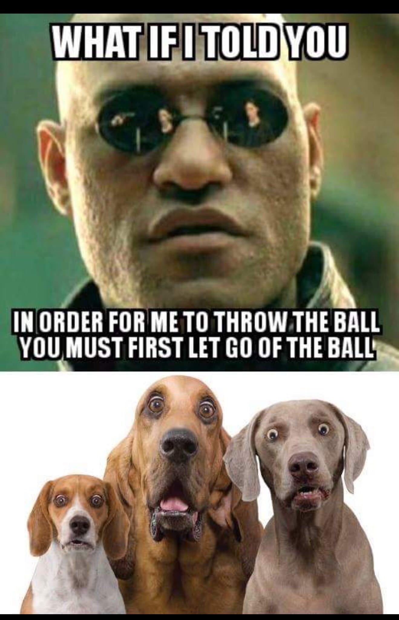 not funny - What If I Told You In Order For Me To Throw The Ball You Must First Let Go Of The Ball