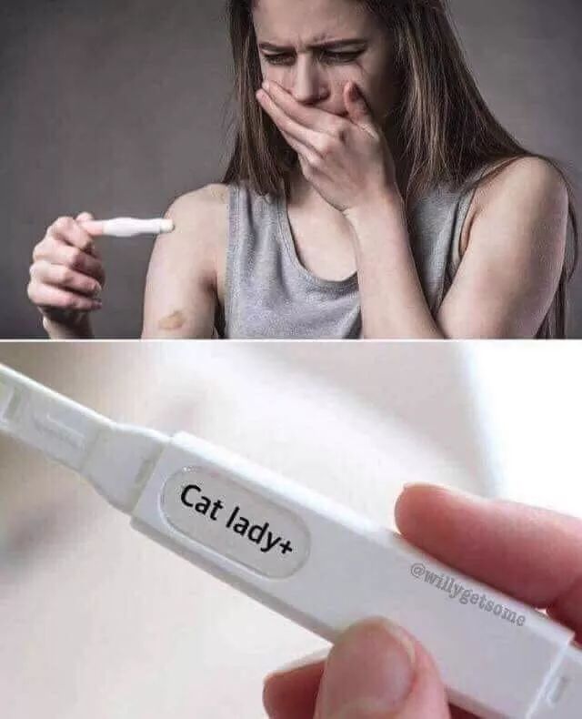 cat lady pregnancy test meme - Cat lady