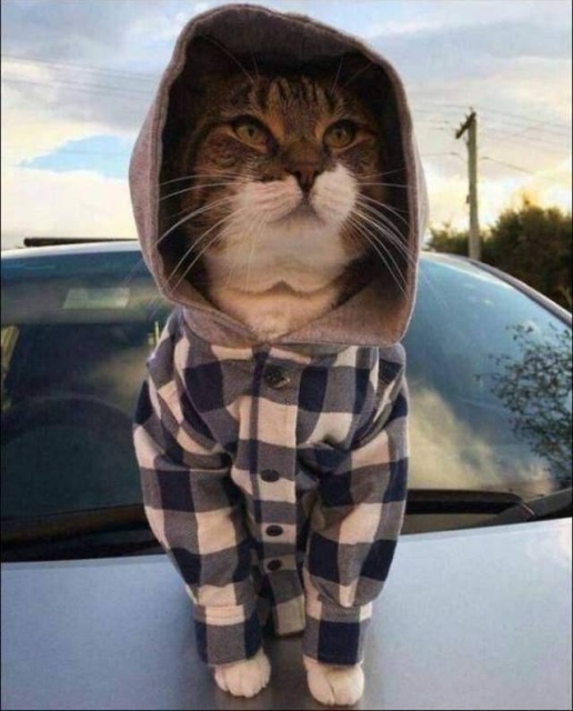 cat wearing hoodie