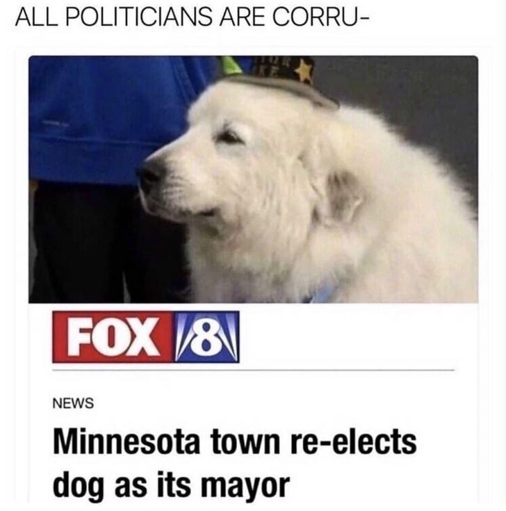 all politicians are corrupt dog meme - All Politicians Are Corru Fox V8 News Minnesota town reelects dog as its mayor