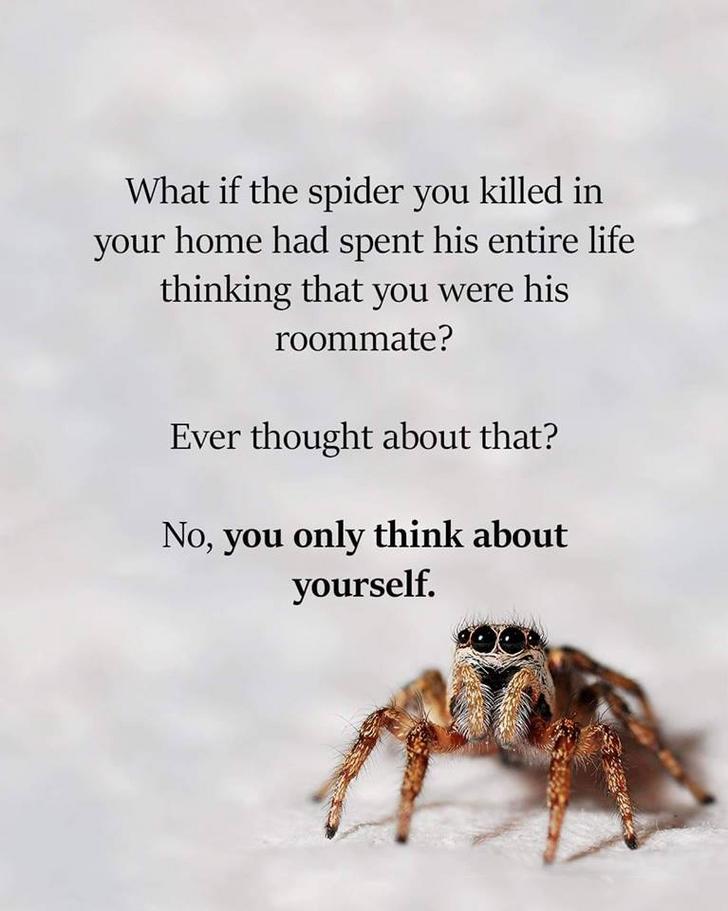 spider's face - What if the spider you killed in your home had spent his entire life thinking that you were his roommate? Ever thought about that? No, you only think about yourself.
