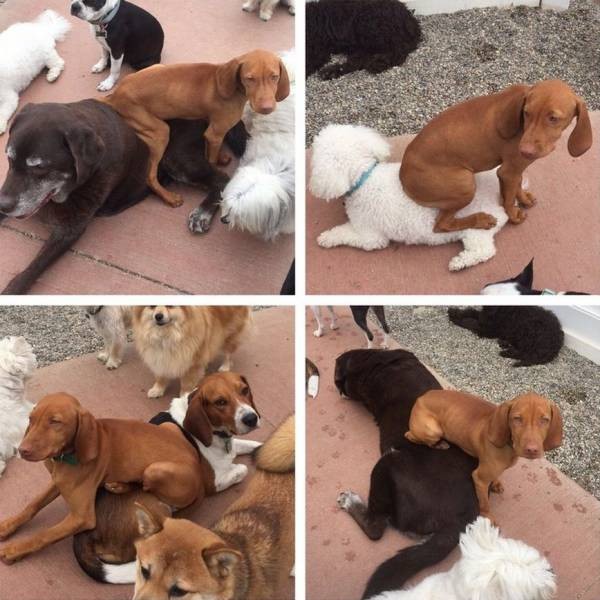 dog sits on other dogs