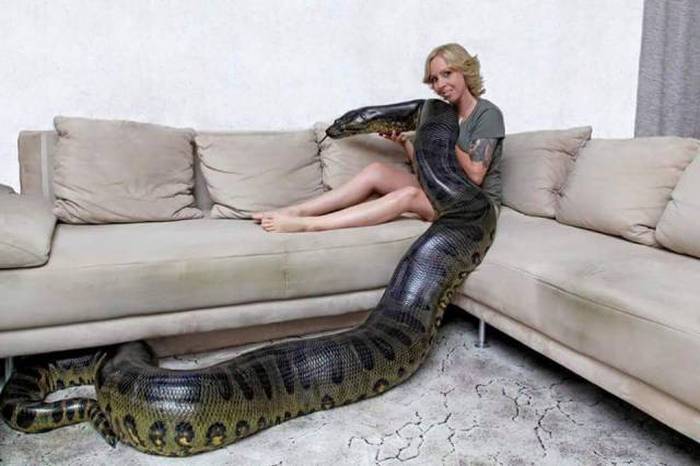 bigger anaconda or python