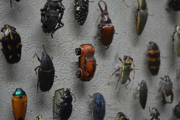 beetle wall