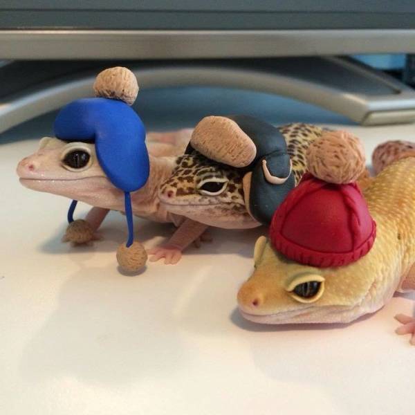 lizard cute hat