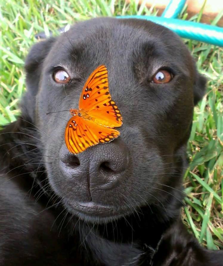 butterfly on dogs nose