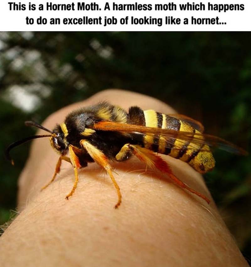 hornet moth - This is a Hornet Moth. A harmless moth which happens to do an excellent job of looking a hornet...