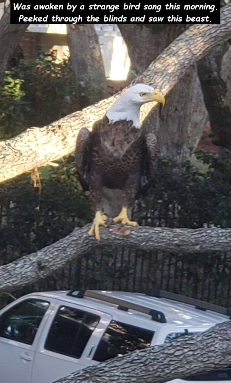 eagle - Was awoken by a strange bird song this morning. Peeked through the blinds and saw this beast.