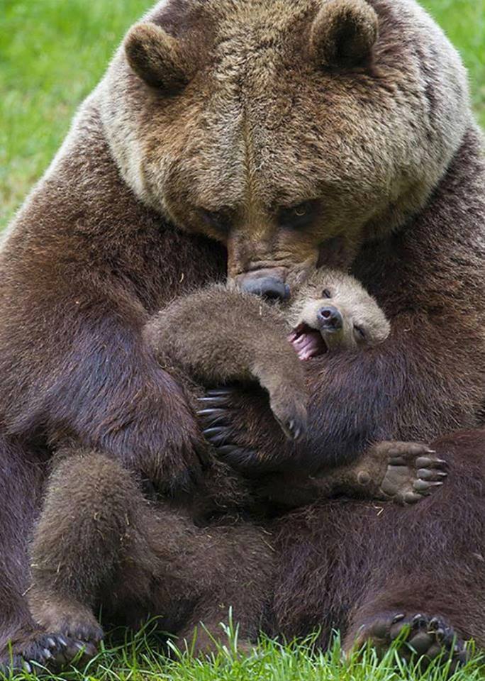 mama bear and her cubs