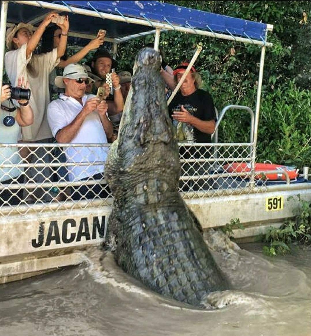 crocodile jumping on boat - 591 Jacan