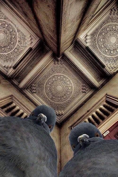 pigeon ceiling - 213