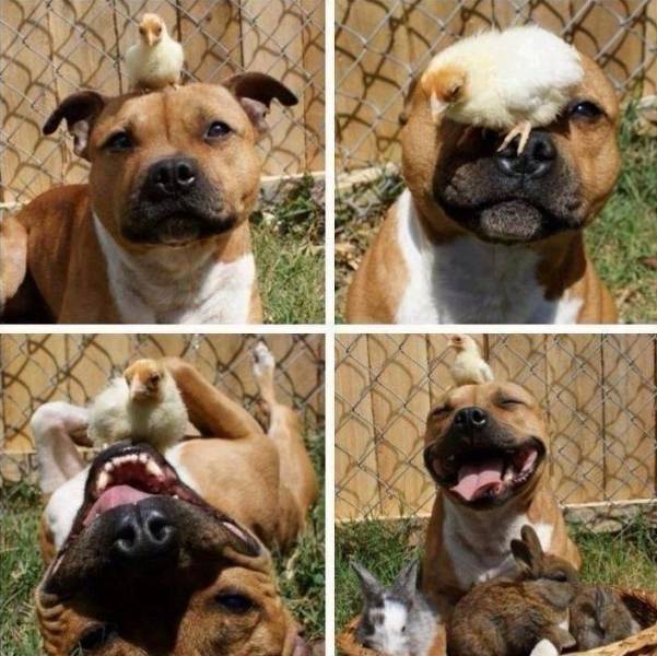pitbull with chicks