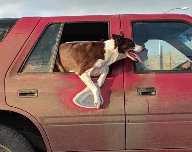 dog hanging out car window