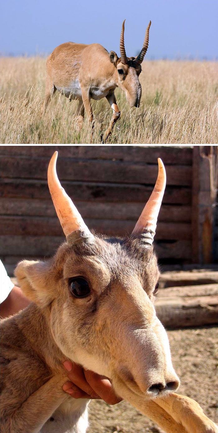 meme with pics of a saiga antelope with a long nose