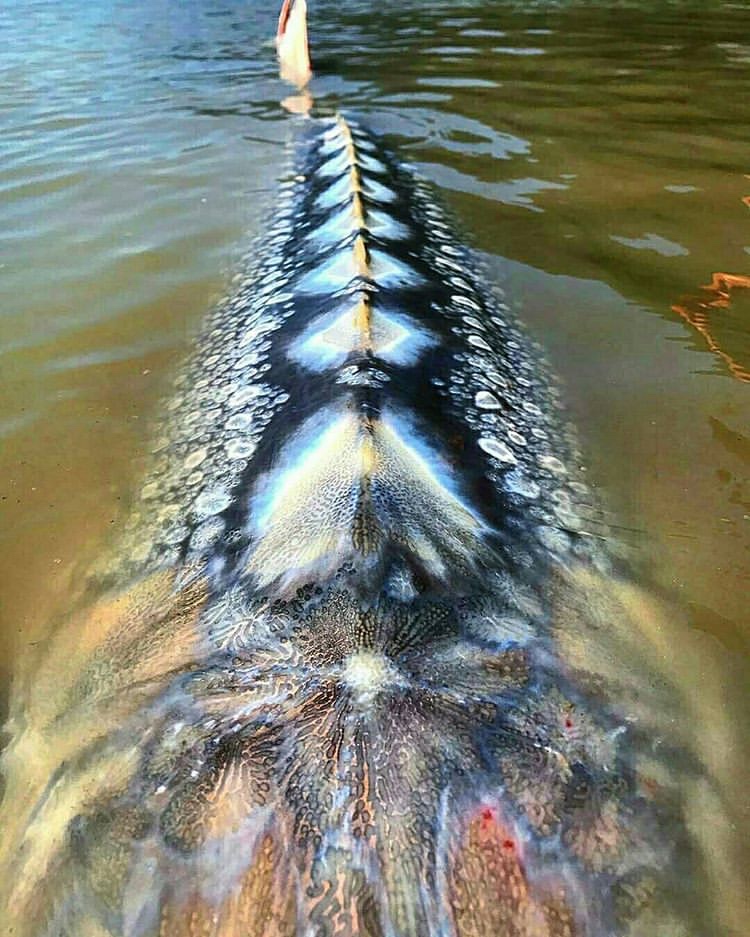 meme with a cool closeup picture of a sturgeon fish