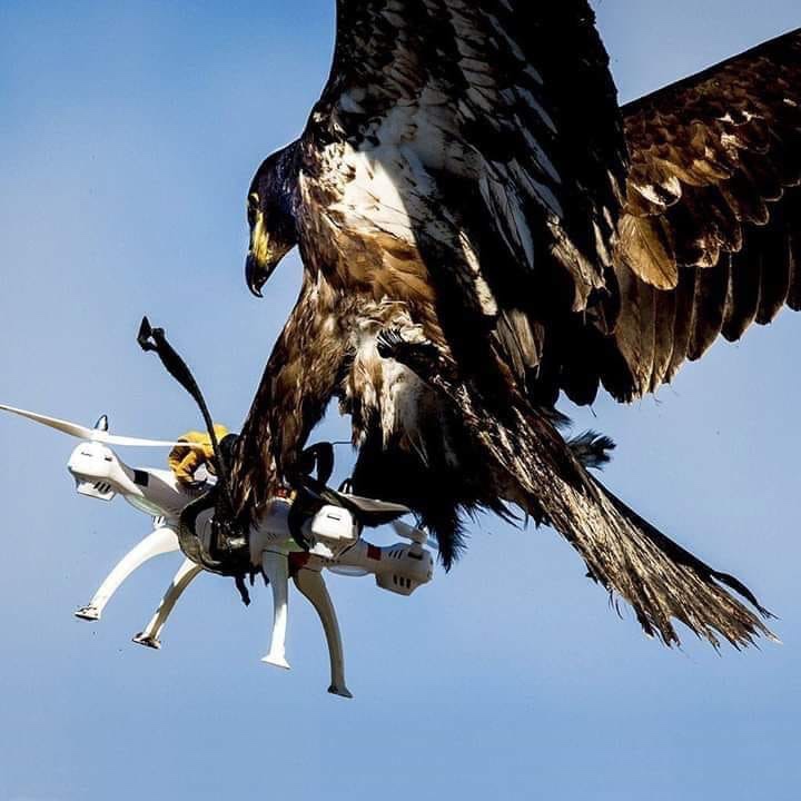 meme with pic of an eagle catching a drone mid flight
