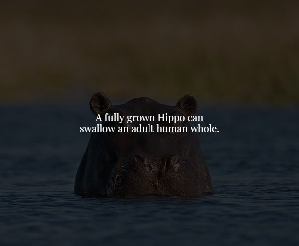 wildlife - A fully grown Hippo can swallow an adult human whole.