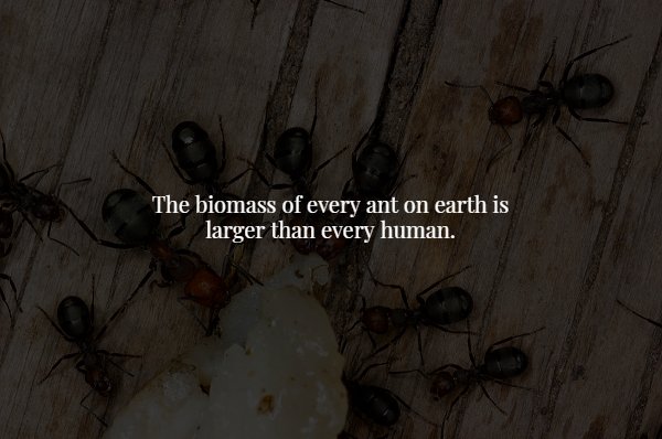 ant - The biomass of every ant on earth is larger than every human.