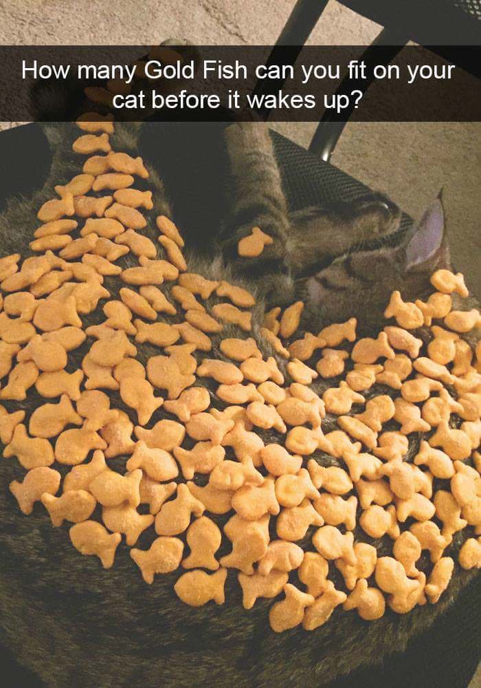 many goldfish can you put on your cat - How many Gold Fish can you fit on your cat before it wakes up?